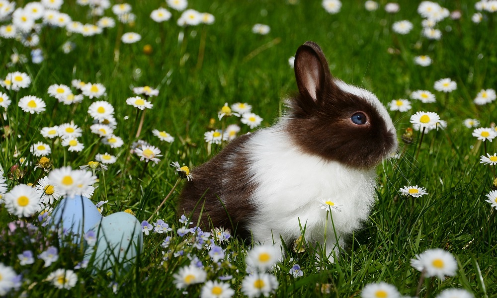 Ein Kaninchen sitzt auf einer Wiese mit Gänseblümchen.