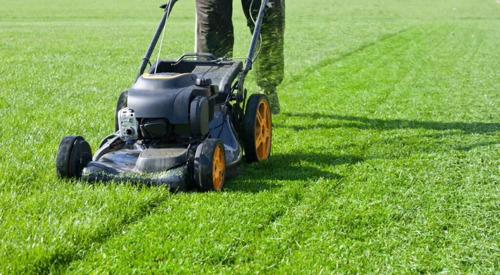 Beim Rasen Sanieren nach dem Mähfreien Mai ist regelmäßiges Rasenmähen wichtig.