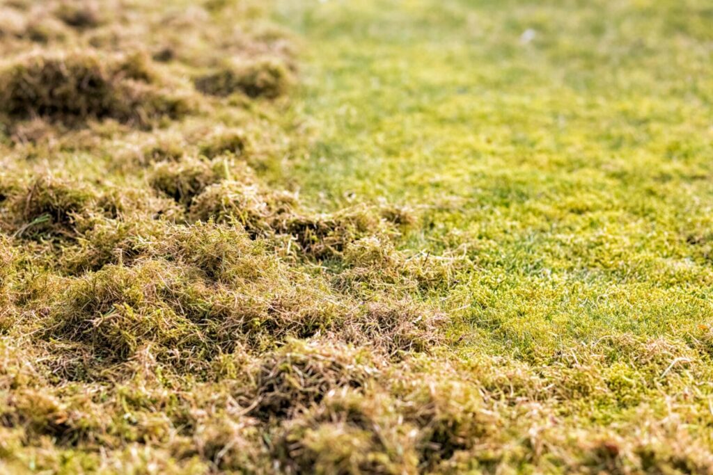 Ein vertikutierter Rasen beim Rasen Sanieren nach dem Mähfreien Mai.