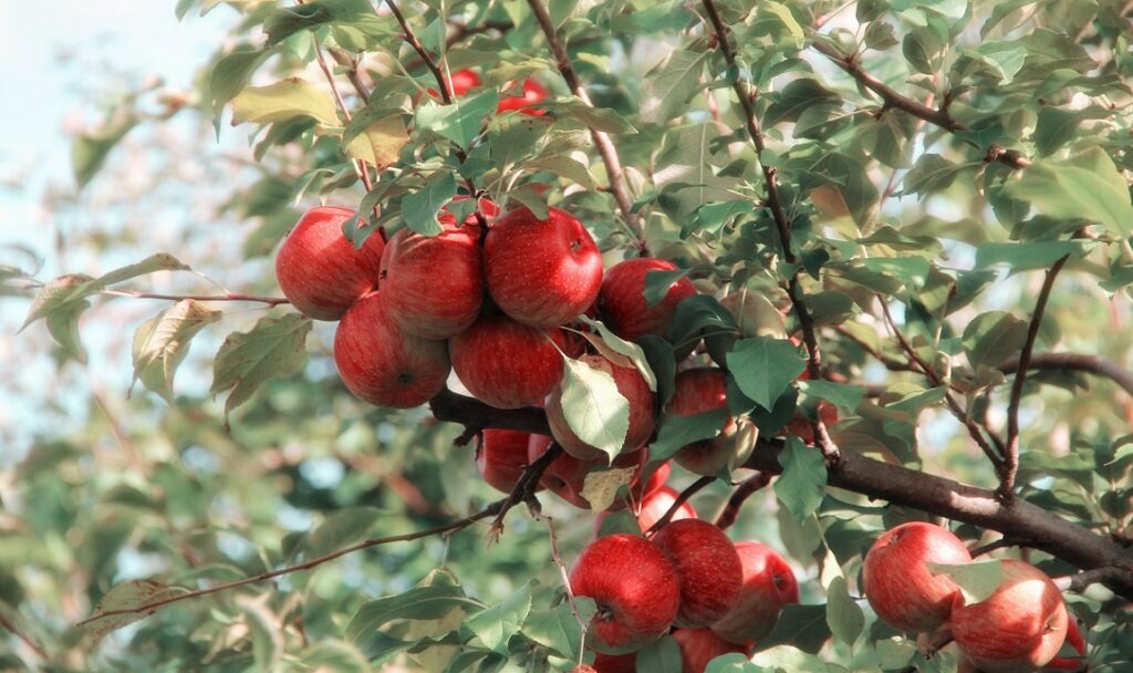 Ein gesunder Apfelbaum mit vielen roten und reifen Äpfeln.