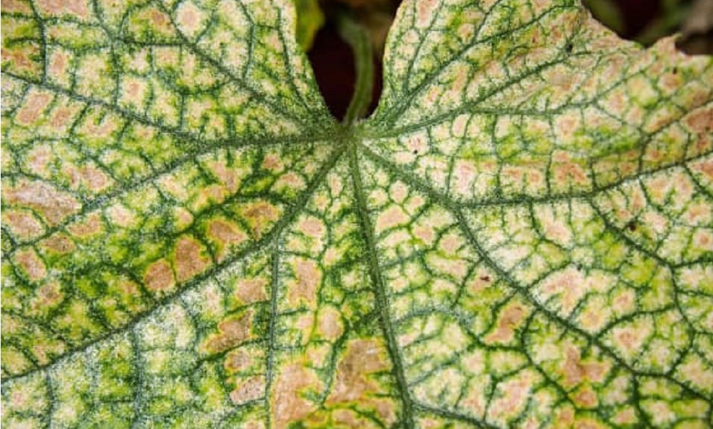 Ein Gurkenblatt nach einem Spinnmilbenbefall mit gelben Blättern.