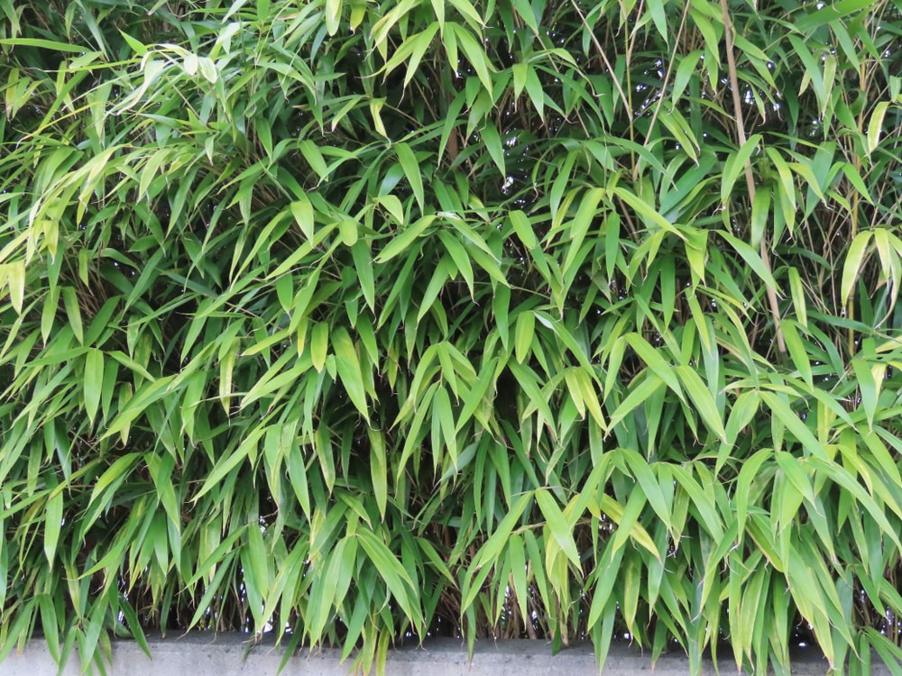 Immergrüne Sträucher wie Bambus 