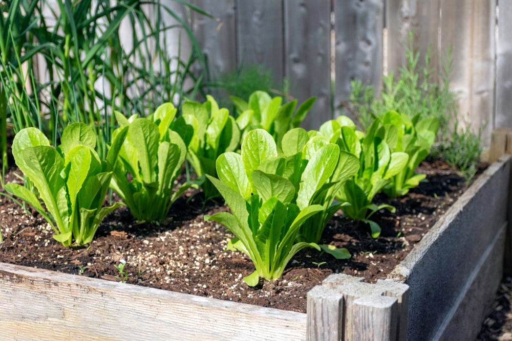 Gartenarbeit im Juni – Gemüsebeet pflegen