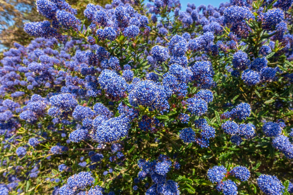 Säckelblume mit blau-violetten Blüten