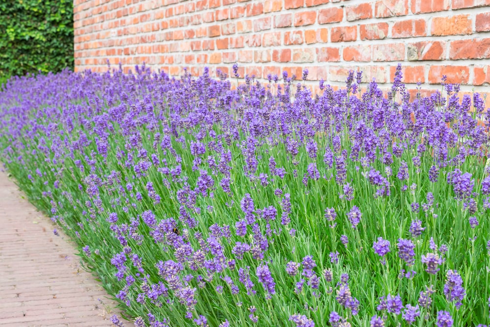 Lavendel Immergrüner Strauch