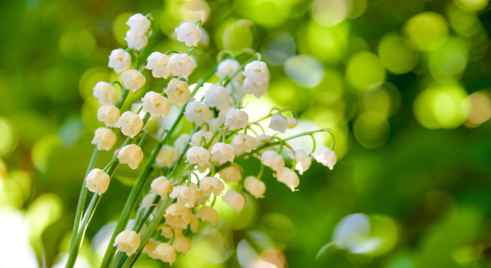 Weiße Maiglöckchen-Blüten auf grünem Hintergrund