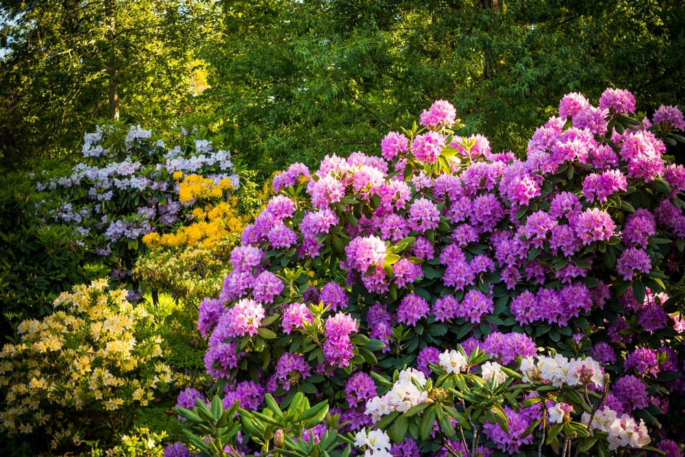 Schattenpflanze Rhododendron
