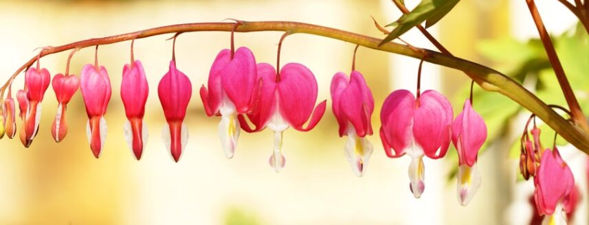 Schattenpflanze Tränendes Herz mit rosafarbenen Blüten