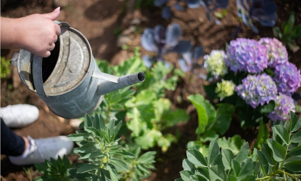 Eine Gärtnerin gießt ihre lilafarbenen Hortensien.