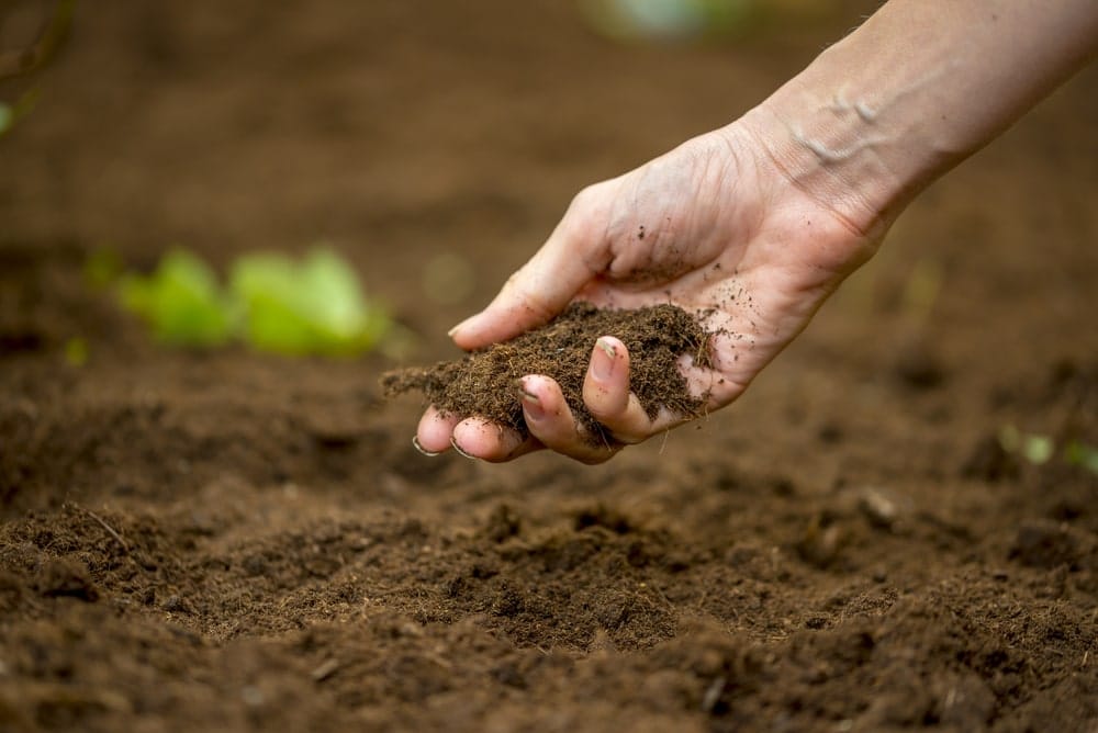 Hand mit Erde zum Garten Anlegen
