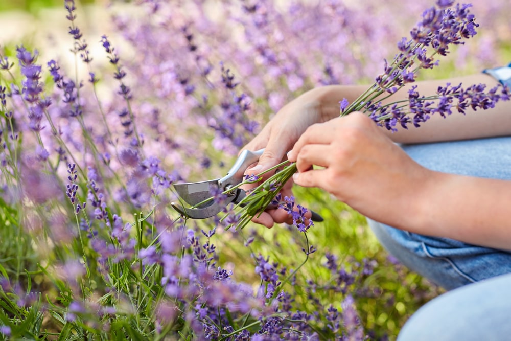 Lavendel schneiden mit Gartenschere