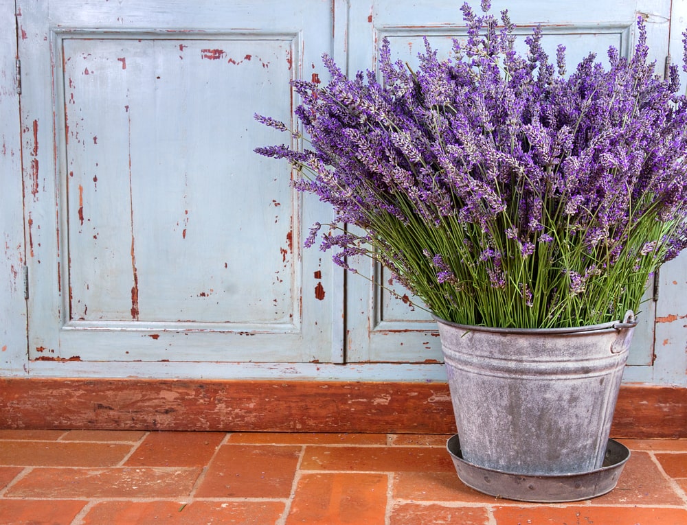 Lavendel Topfpflanze vor blauer Tür