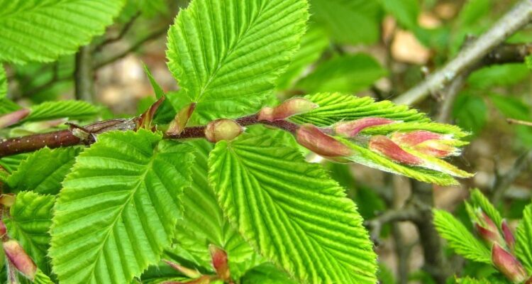 Buchenhecke dngen: Warum, wann und wie? | MOOWY
