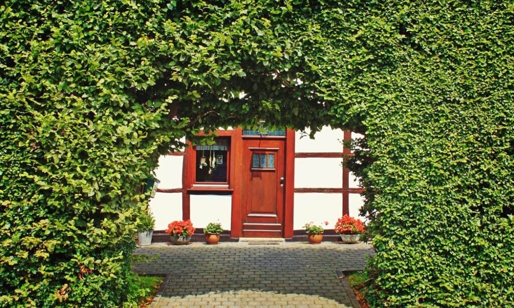 Eine dichte, zu einem Tor geformte, Hecke als Ergebnis von regelmäßigem Buchenhecke Düngen. Im Hintergrund ist ein weißes Haus mit roter Tür und Fenster.