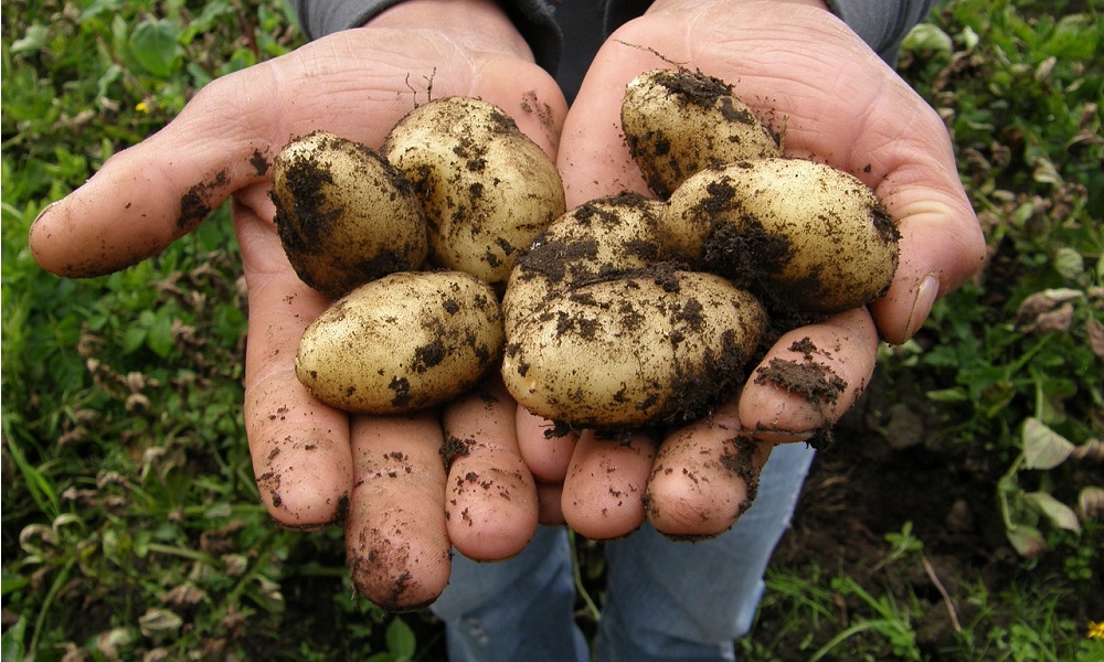 Ein Gärtner hält frisch geerntete Kartoffeln in seinen Händen.