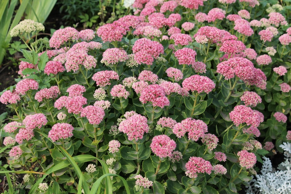 Mehrjährige Pflanzen: Prächtige Fetthenne mit rosafarbenen Blüten