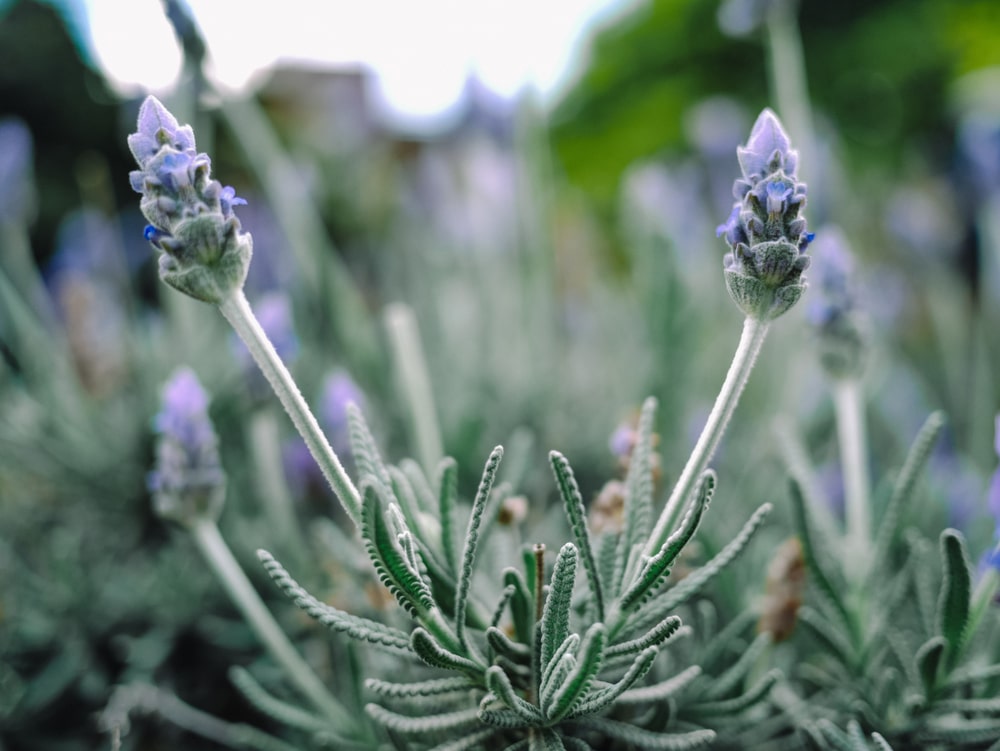 Lavendel pflanzen – Lavandula lanata