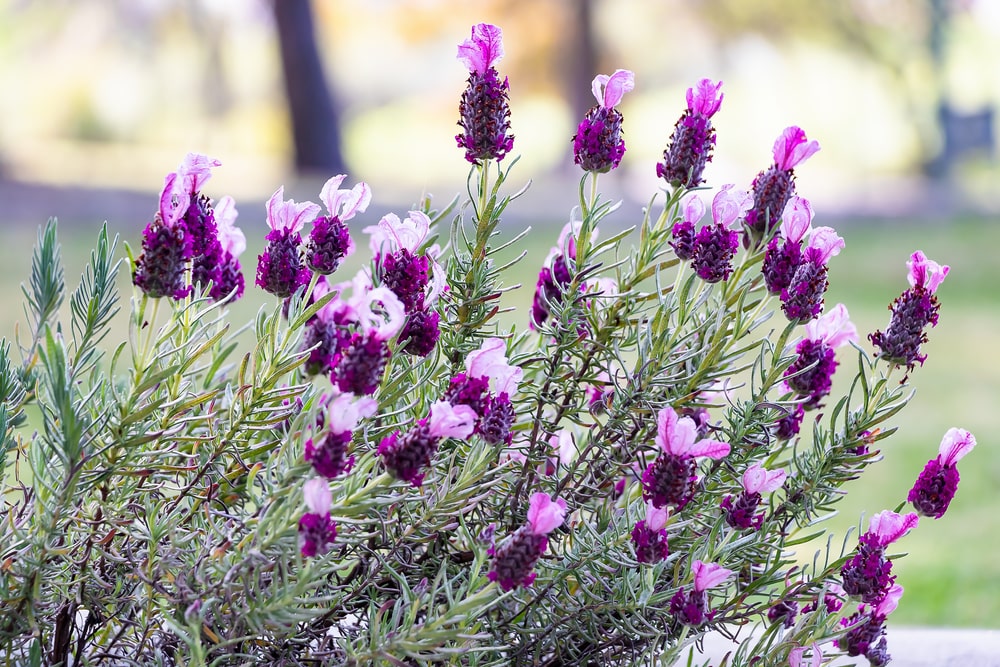 Lavendel pflanzen – Lavandula stoechas