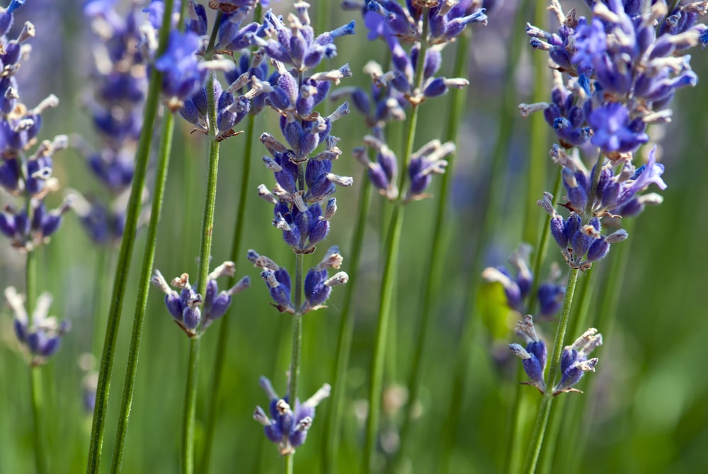 Lavendel pflanzen – Lavandula x intermedia