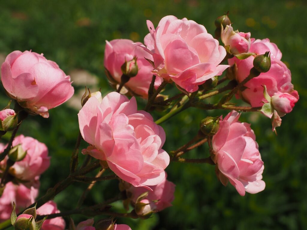 Pinke Rosen pflanzen 