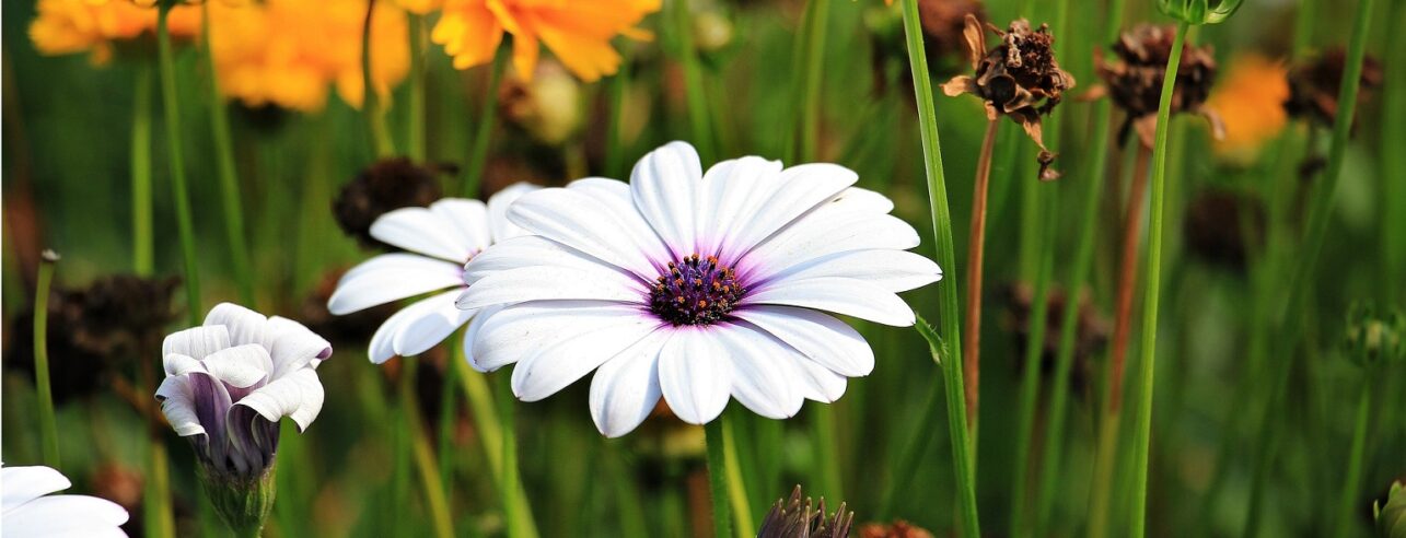 Eine Wiese mit Margeriten und Ringelblumen.