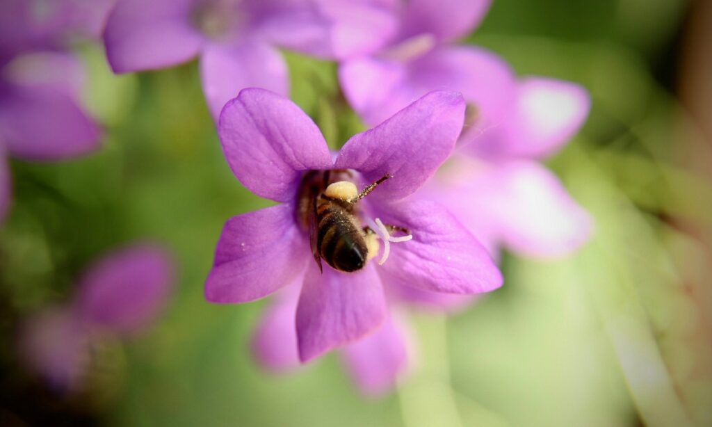 Eine Biene bestäubt eine rosa Glockenblume.