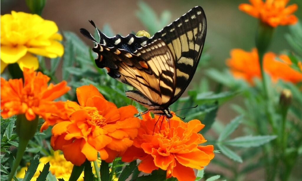 Ein Schmetterling auf einer Ringelblume in einem Sommerblumen Garten.