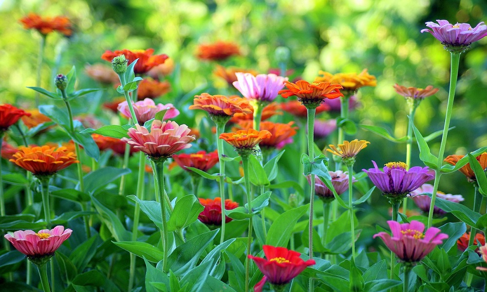 Ein Sommerblumen Garten mit bunten Zinnien.
