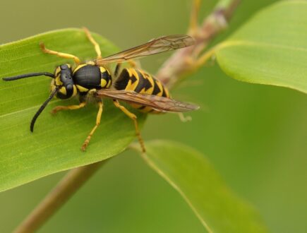 Eine Wespe auf einem grünen Blatt.