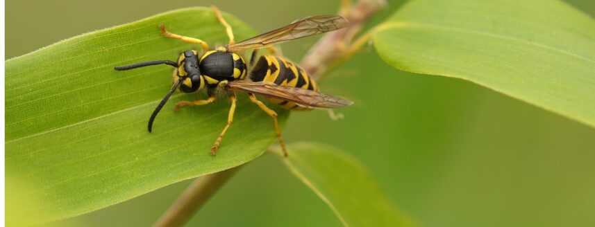 Eine Wespe auf einem grünen Blatt.