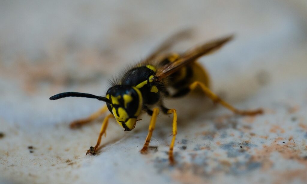Eine Wespe sitzt auf einer Platte.
