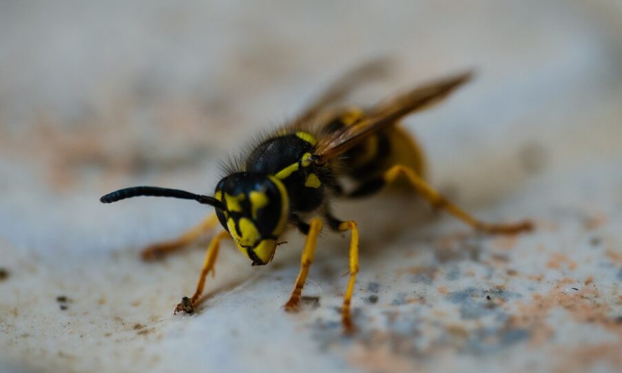 Wespen vertreiben Schnell zum wespenfreien Garten MOOWY
