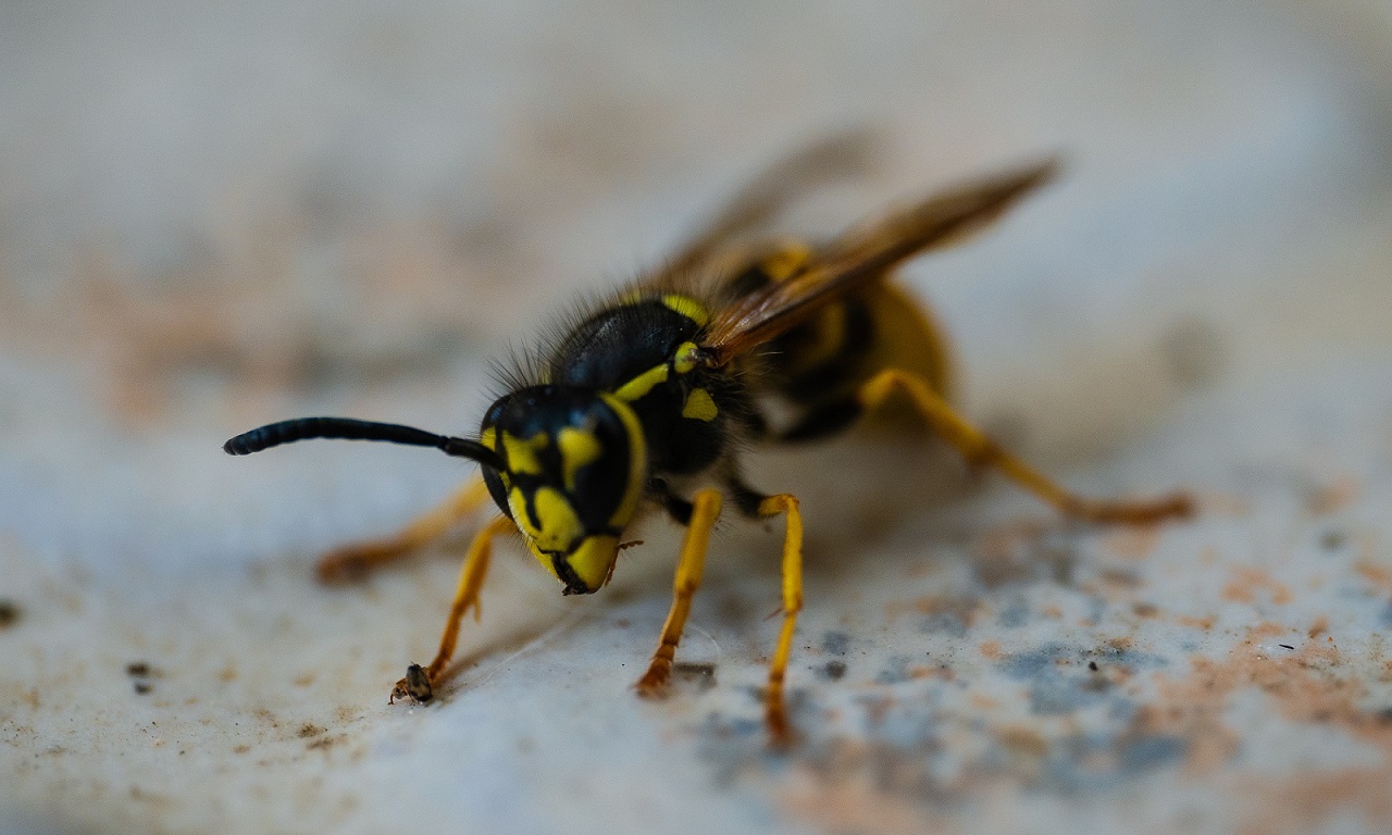 Wespen vertreiben Schnell zum wespenfreien Garten MOOWY