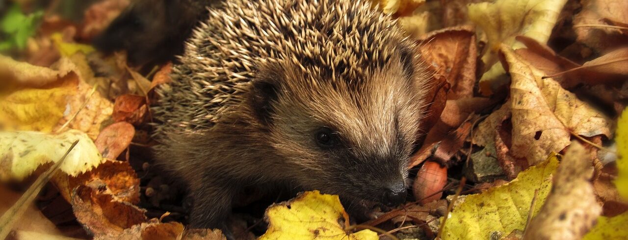 Ein Igel, der im Herbstlaub sitzt.