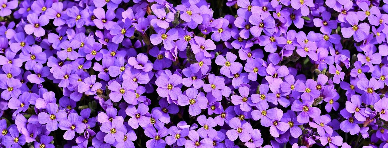 Blaukissen als Bodendecker in einem Garten mit Ostausrichtung.