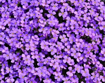 Blaukissen als Bodendecker in einem Garten mit Ostausrichtung.