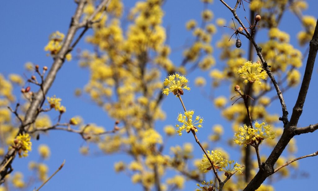 Gelbe Blüten der Kornelkirschen auf einem blauen Himmel.