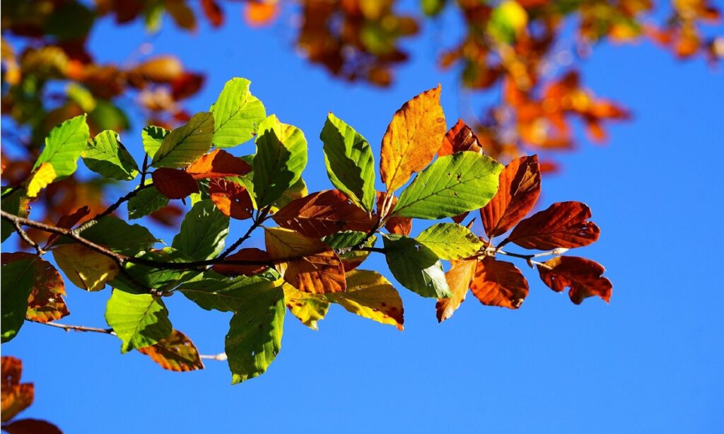 Ein Ast der Rotbuche bei der Herbstfärbung. Im Hintergrund ein blauer Himmel.