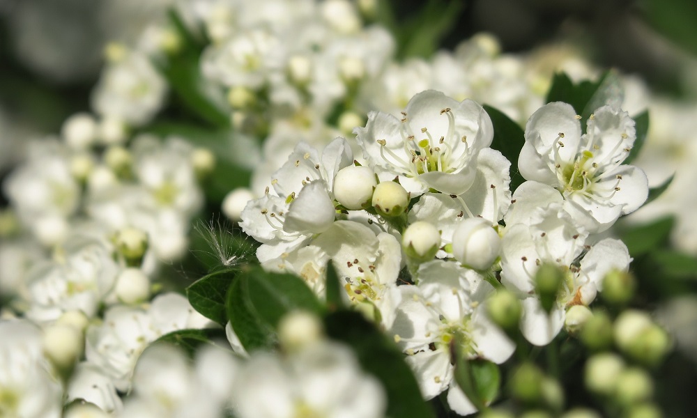 Nahaufnahme der Blüten der Heckenpflanzen Weißdorn.