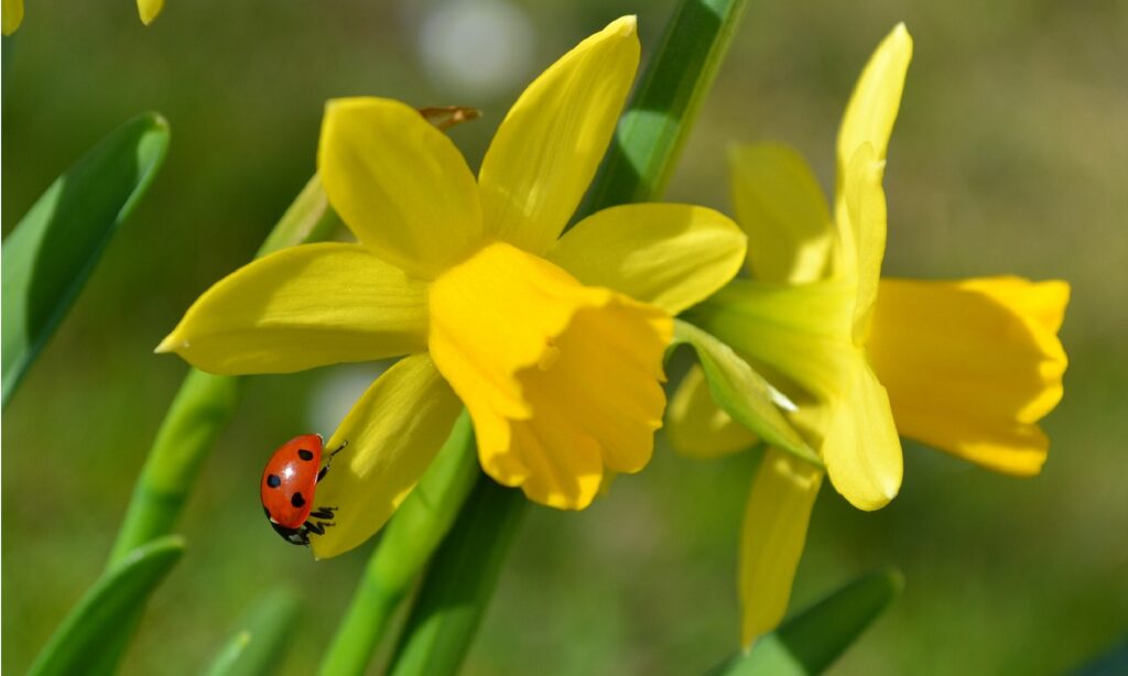Ein Marienkäfer klettert auf dem Blütenblatt einer gelben Trompeten-Narzisse nach dem Narzissen Pflanzen.