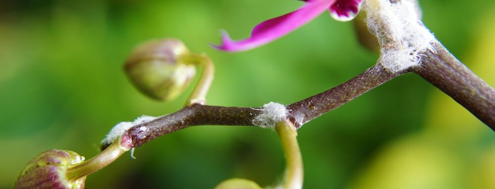 Wolläuse auf Orchidee