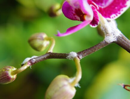 Wolläuse auf Orchidee