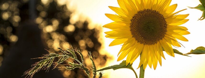 Eine Sonnenblume während der golden hour.