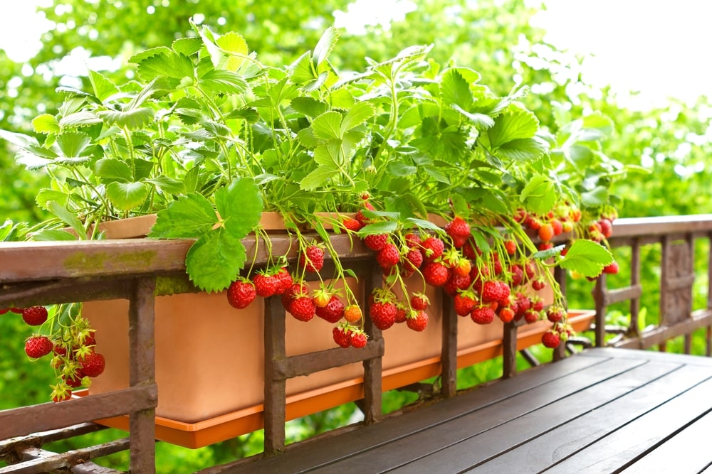 Balkon bepflanzen mit Erdbeeren