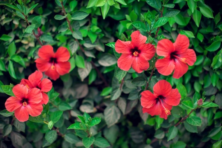 Hibiskus schneiden wann und wie viel? MOOWY