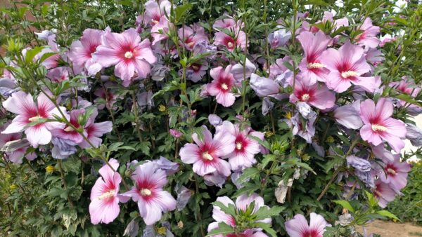 Hibiskus schneiden wann und wie viel? MOOWY