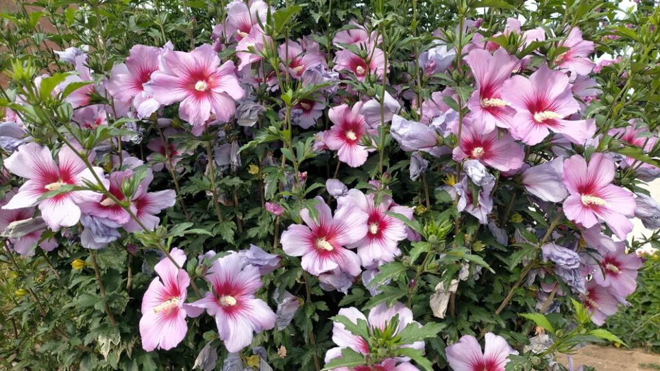 Hibiskus schneiden wann und wie viel? MOOWY