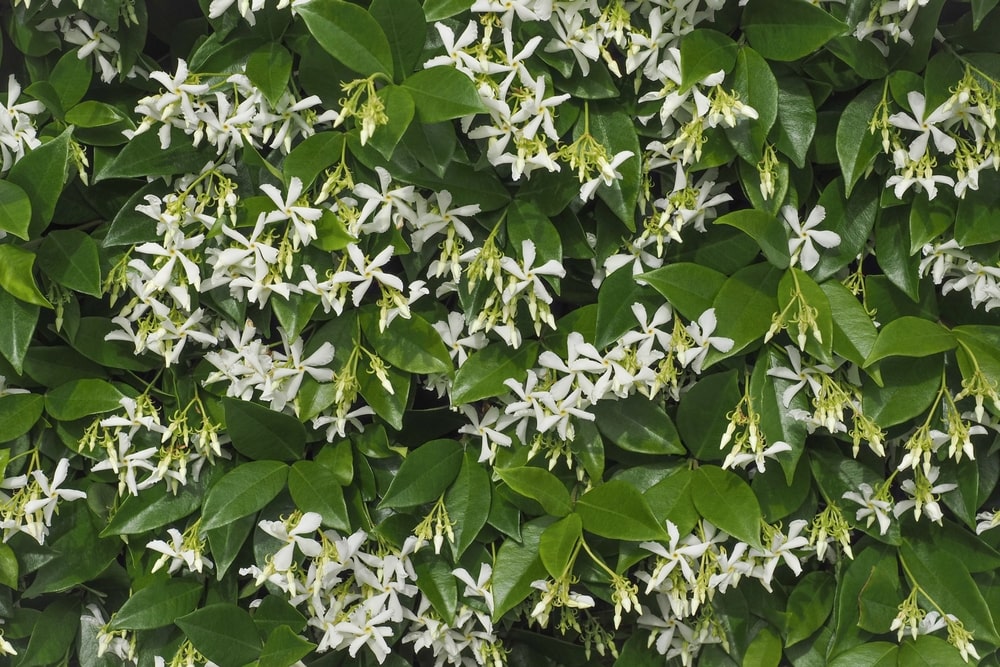 Immergrüne Kletterpflanzen – Sternjasmin mit Blüten