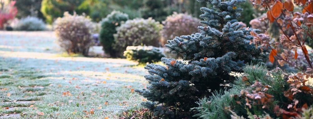 Gartenarbeit im Dezember