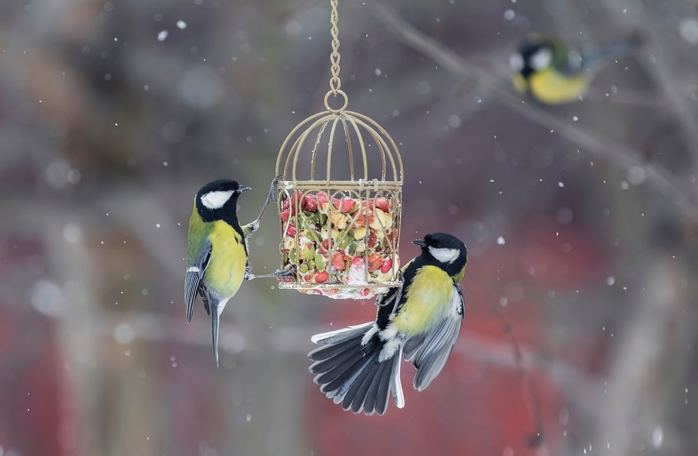 Vögel füttern bei Gartenarbeit im Januar